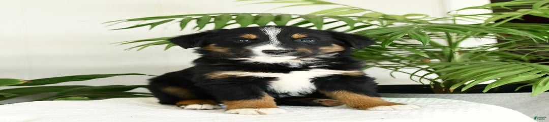 Baylor
