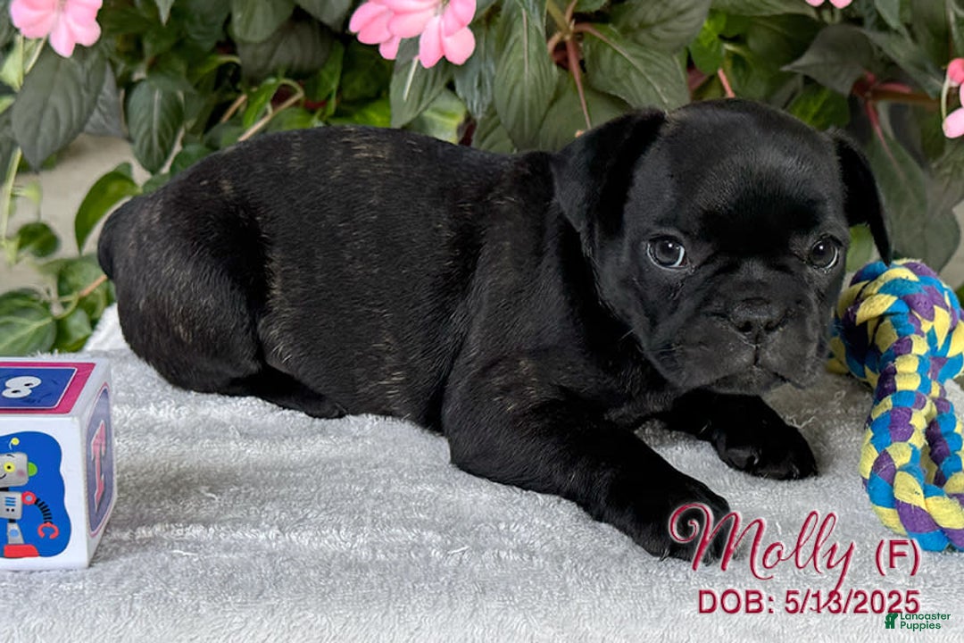 French Bulldog dogs for sale: French Bulldog 6 puppies - Image 17