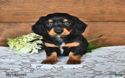 Miniature Dachshund dogs for sale: Dustin - Image 1