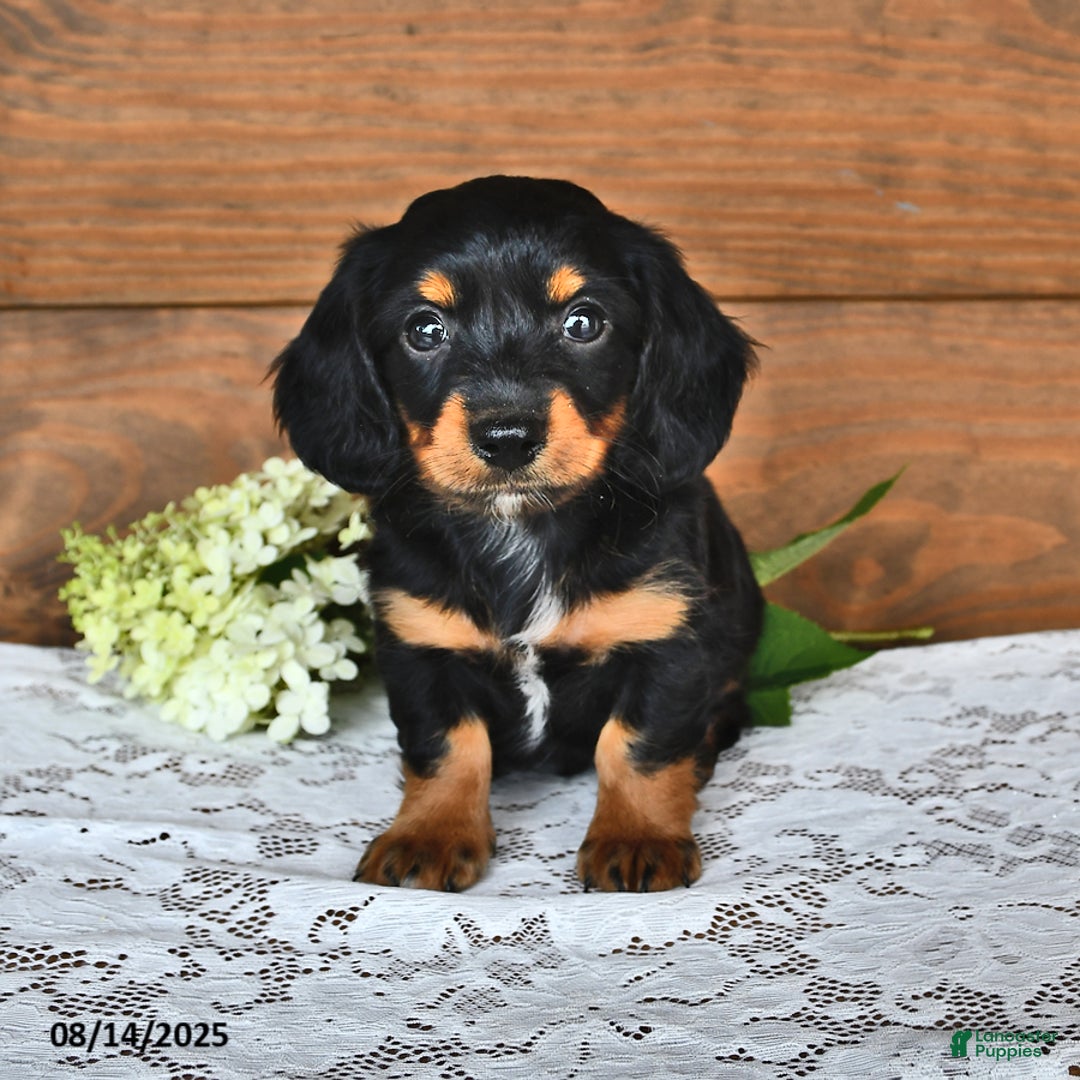 Miniature Dachshund dogs for sale: Dustin - Image 1