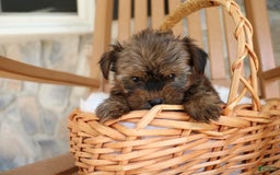 Shorkie dogs for sale: Koda - Image 7