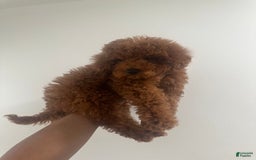 Miniature Poodle dogs for sale: Princeton - Image 3