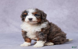 Mini Bernedoodle dogs for sale: Jett - Image 4