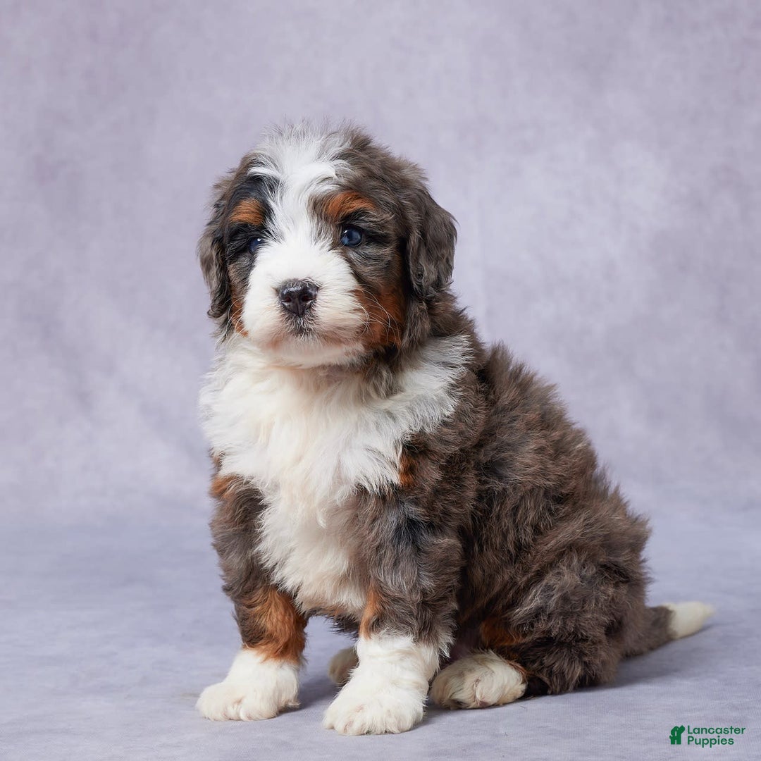 Mini Bernedoodle dogs for sale: Jett - Image 4