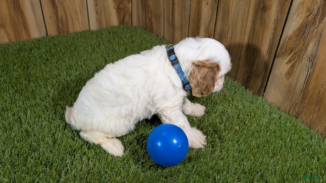 Cavapoo dogs for sale: Fiona Boy 1 - Image 13
