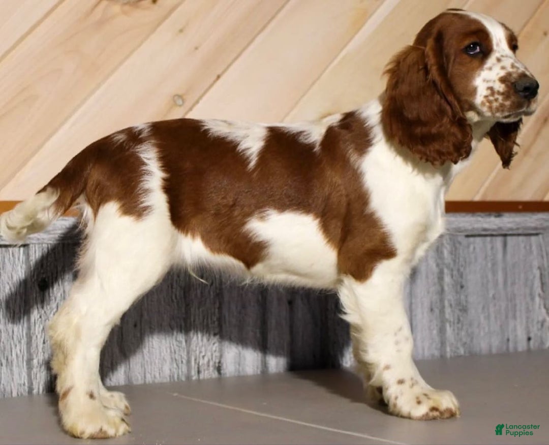 Welsh Springer Spaniel dogs for sale: Male Puppy - Image 6