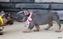 French Bulldog dogs for sale: Bridget - Image 4