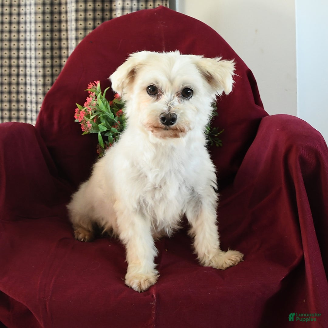 Malshi dogs for sale: Christopher - Image 6