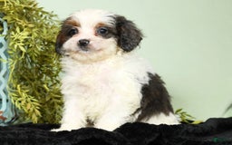 Cavapoo dogs for sale: Lincoln - Image 3