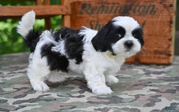 Shih Tzu dogs for sale: Max - Image 2