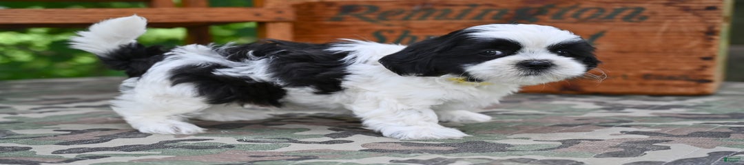 Max