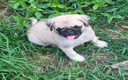 Pug dogs for sale: Peaches - Image 1