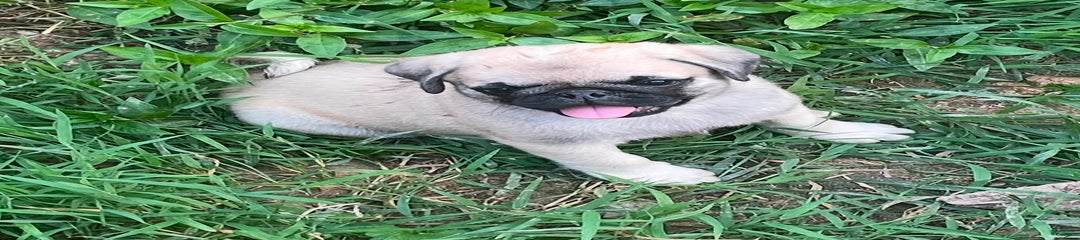 Peaches