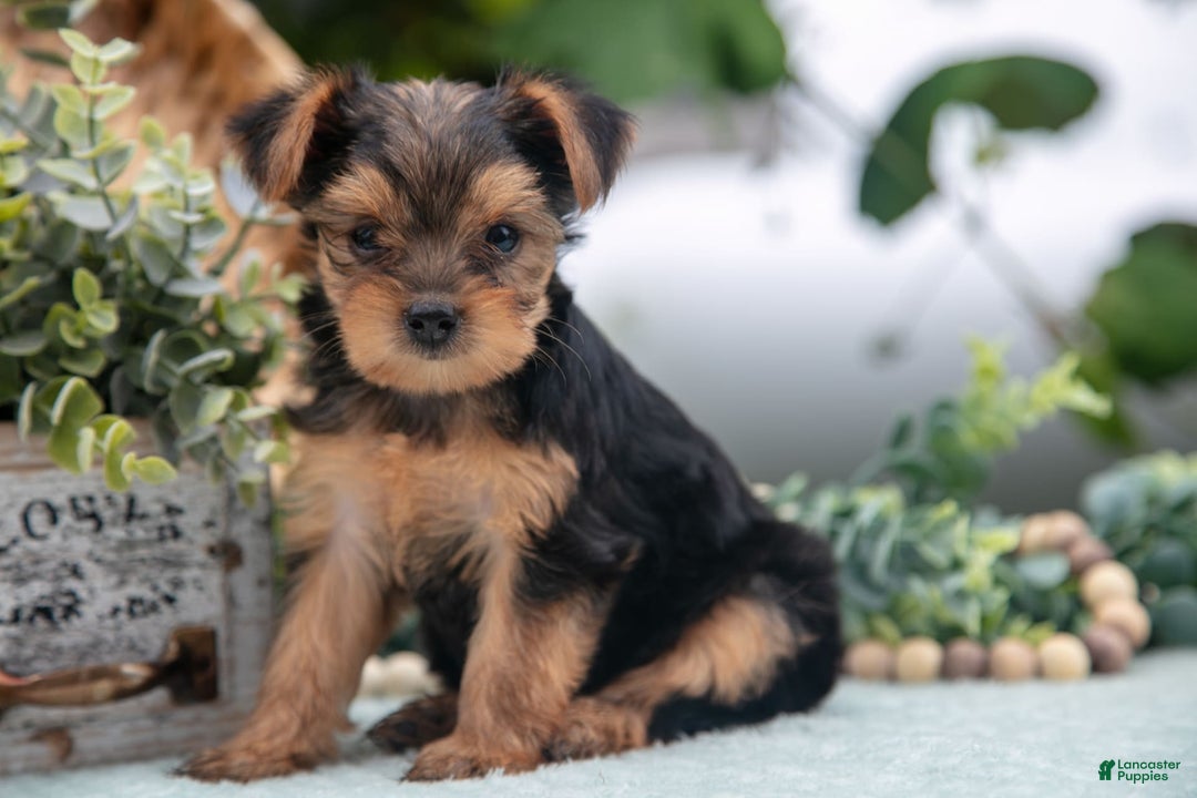 Shorkie dogs for sale: Harper - Image 4
