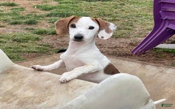 Dachshund dogs for sale: Bobo - Image 10
