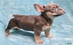 French Bulldog dogs for sale: Stitch - Image 1