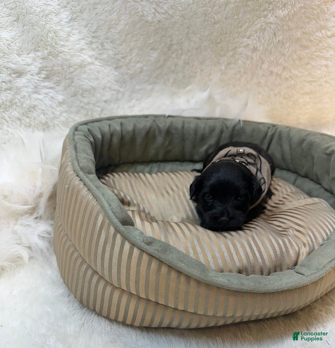 Morkie dogs for sale: Scottie - Image 6