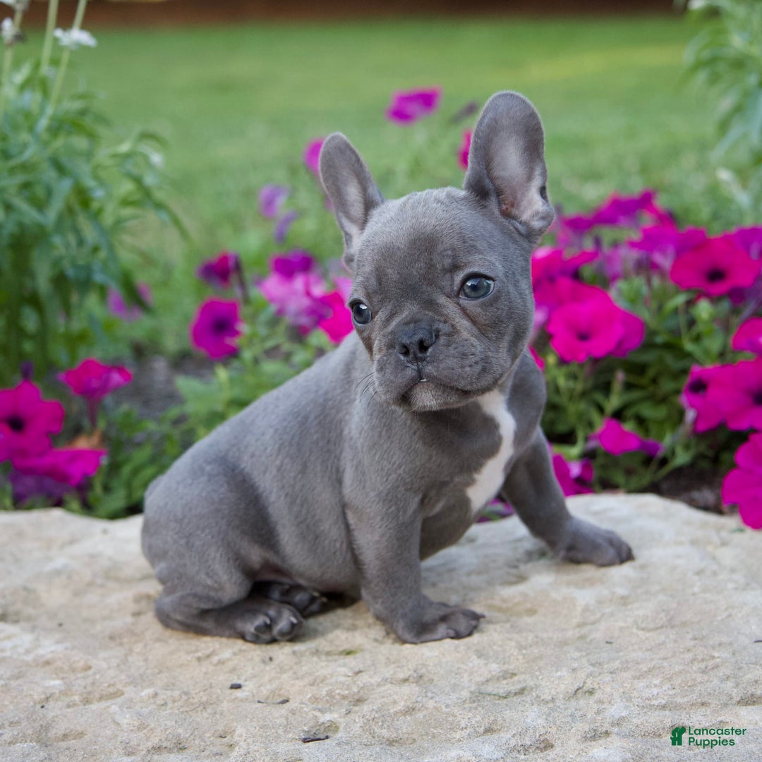 French Bulldog dogs for sale: Max - Image 3