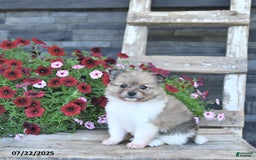Pomeranian dogs for sale: Daisy - Image 3