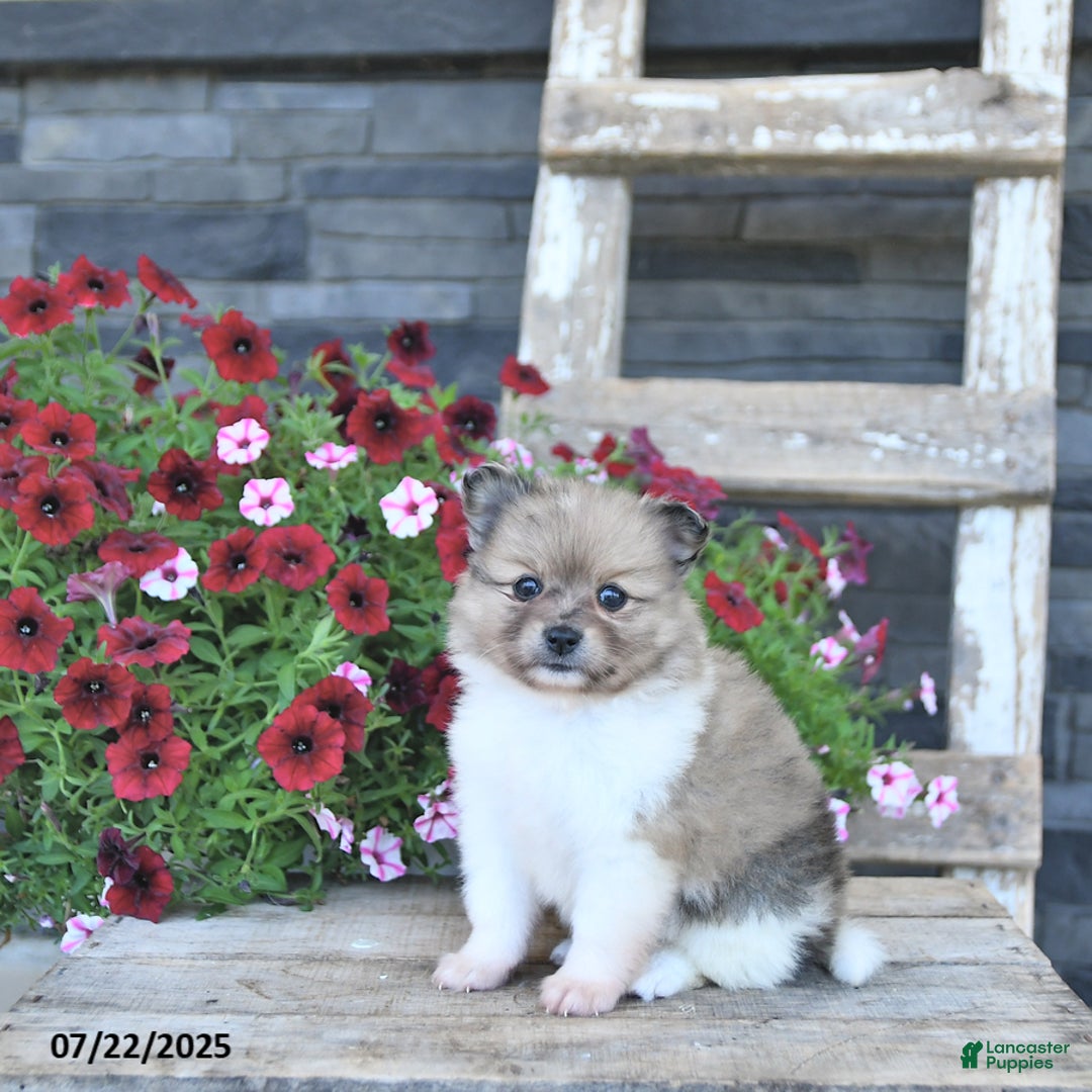 Pomeranian dogs for sale: Daisy - Image 3