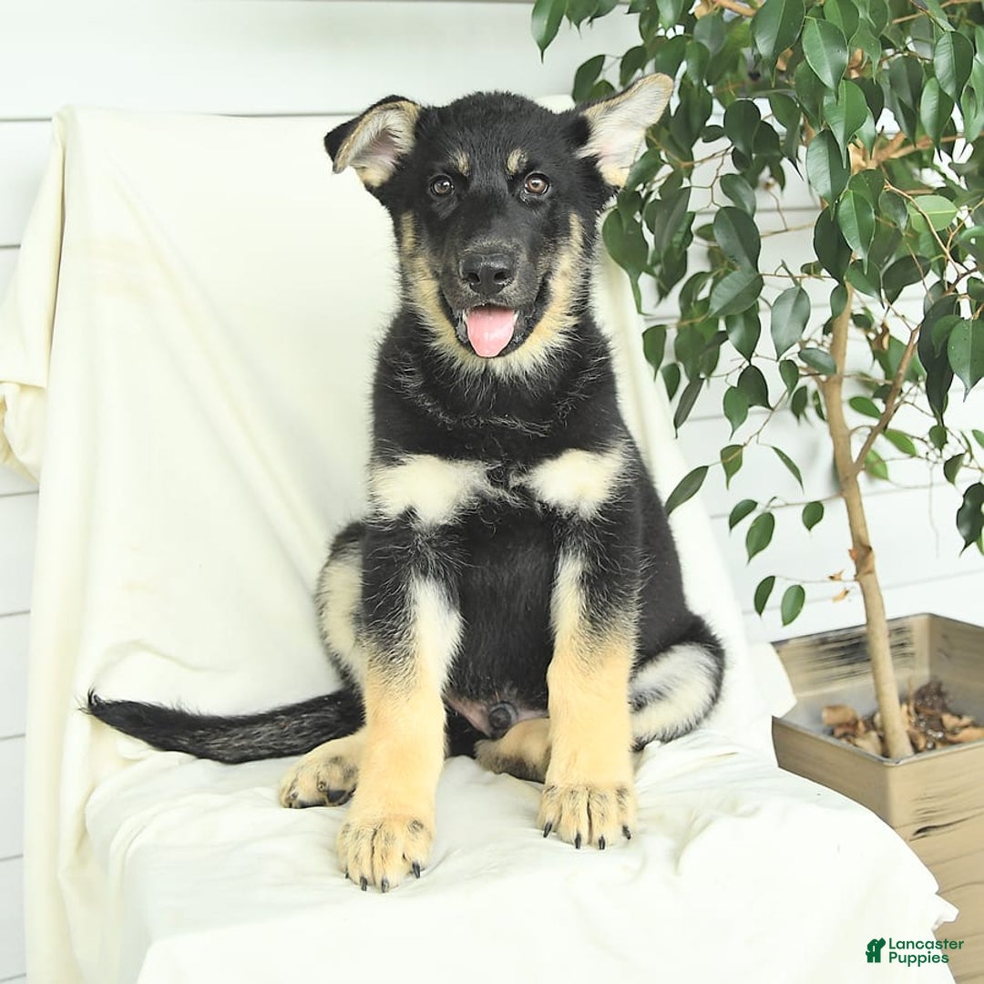 Gerberian Shepsky dogs for sale: Max - Image 5