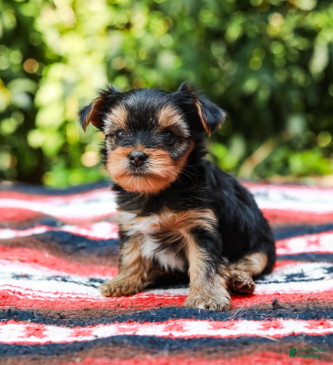 Yorkshire Terrier dogs for sale: Olivia Teacup - Image 4