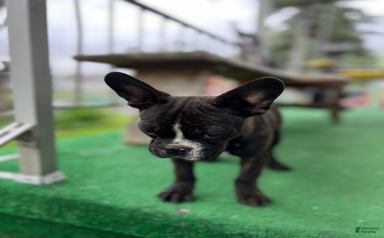 Frenchton dogs for sale - Ad 3
