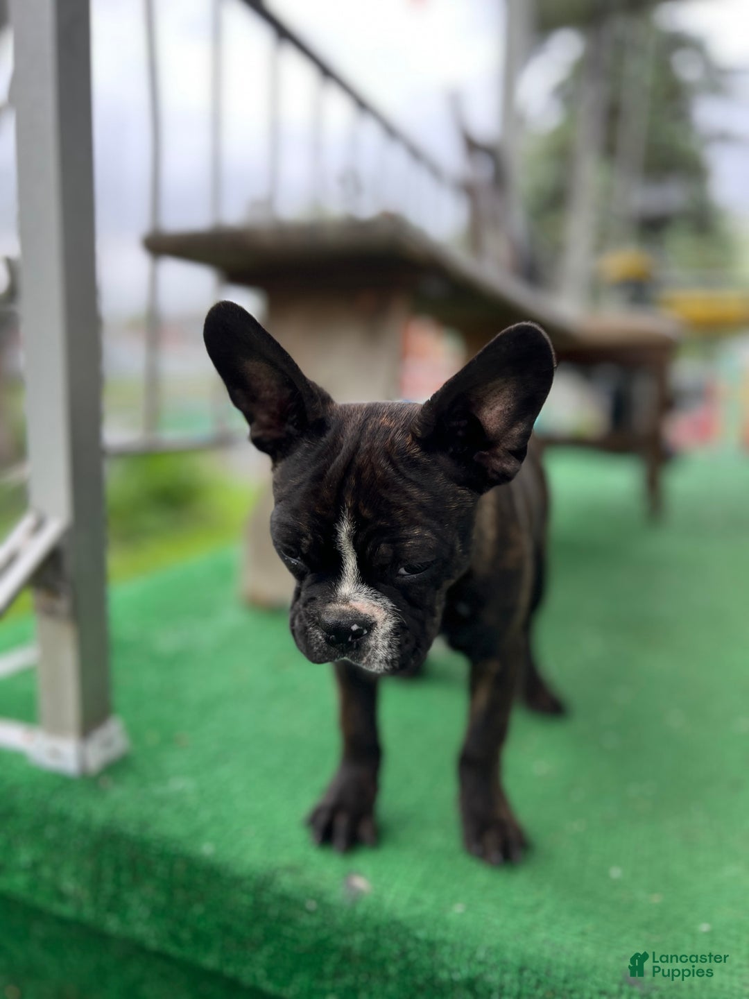Frenchton dogs for sale: Scuttle - Image 1