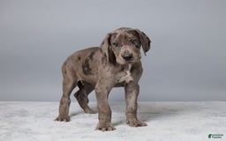 Great Dane dogs for sale: Avery - Image 5