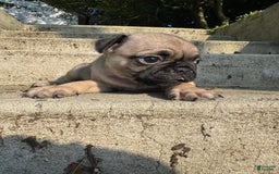 Pug dogs for sale: Gus - Image 2