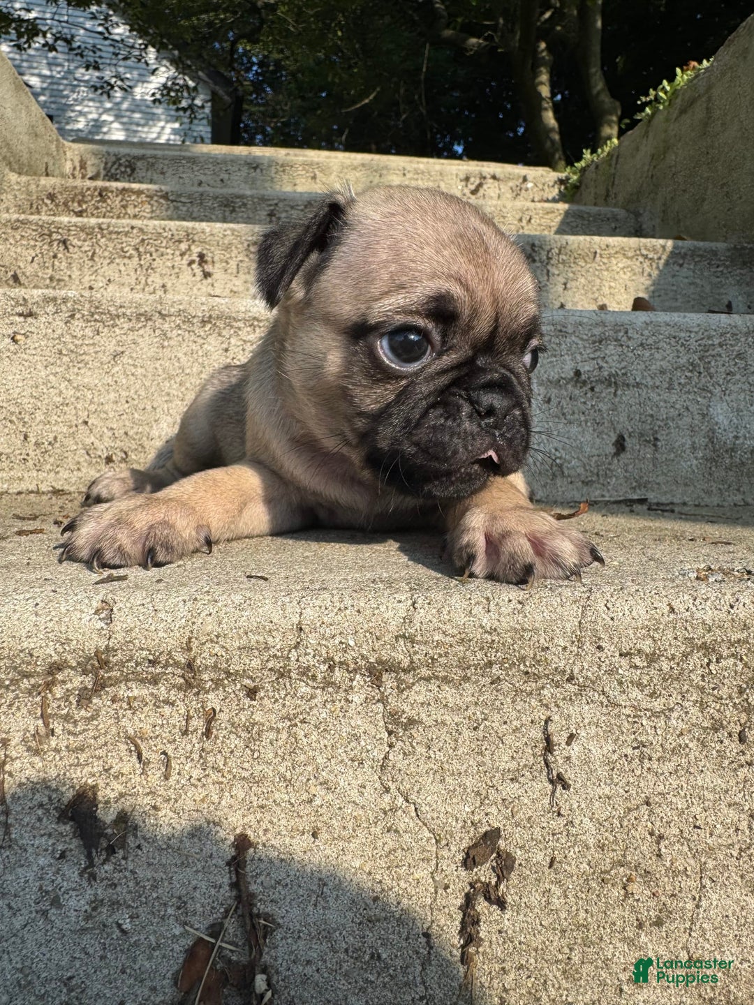 Pug dogs for sale: Gus - Image 2