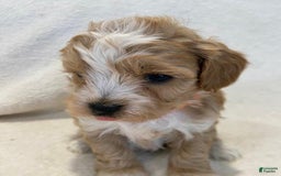 Maltipoo dogs for sale: Jovie - Image 2