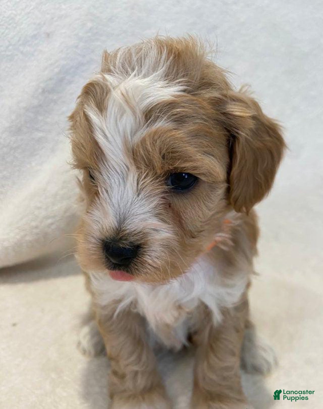 Maltipoo dogs for sale: Jovie - Image 2