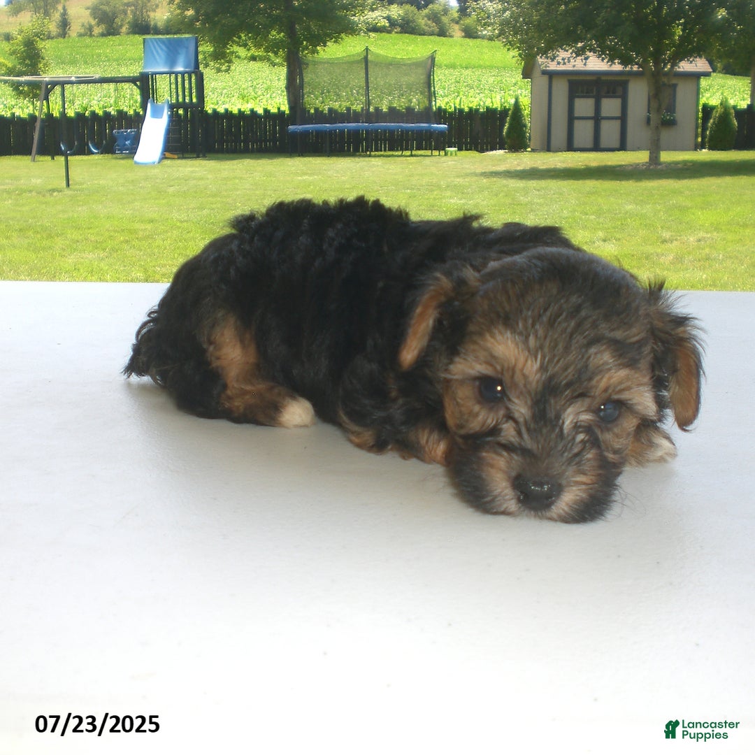 Yorkiepoo dogs for sale: Sammy - Image 12