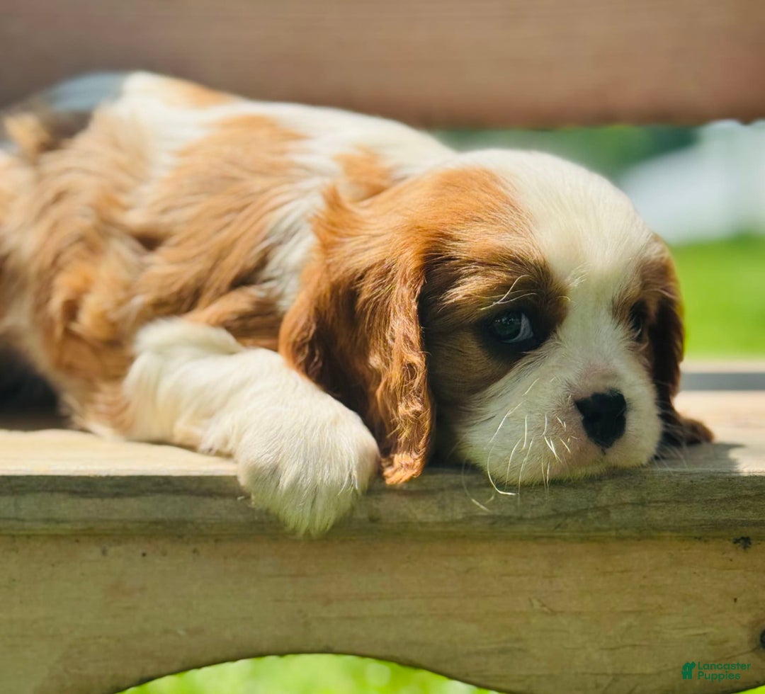Cavalier King Charles Spaniel dogs for sale: Marble - Image 6