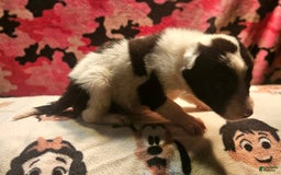 Border Collie dogs for sale: Fasti - Image 1
