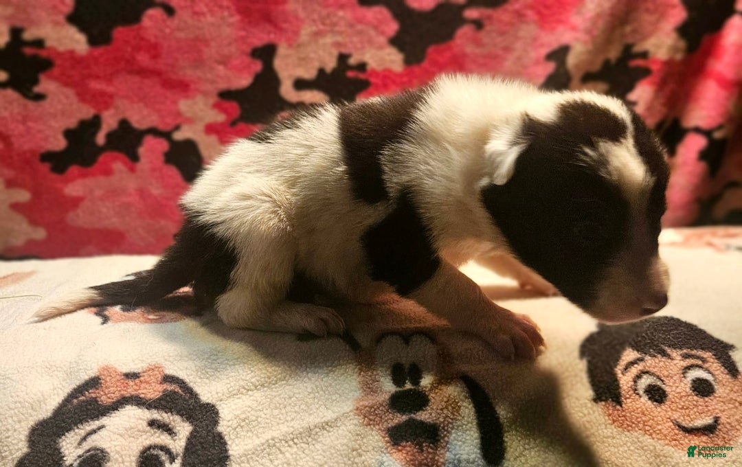 Border Collie dogs for sale: Fasti - Image 1
