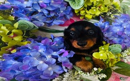 Miniature Dachshund dogs for sale: Piper - Image 9