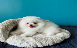 Pomeranian dogs for sale: Sasha - Image 1