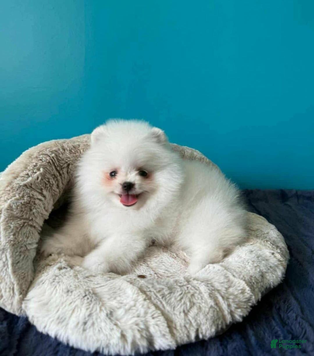 Pomeranian dogs for sale: Sasha - Image 1