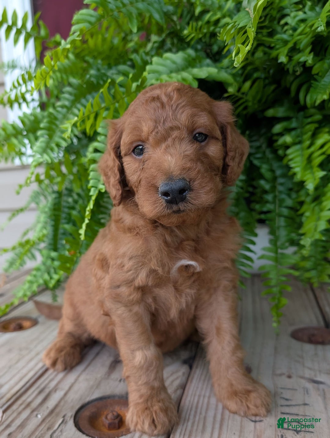 Goldendoodle dogs for sale: Dash - Image 28