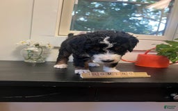 Bernedoodle dogs for sale: Domino - Image 2