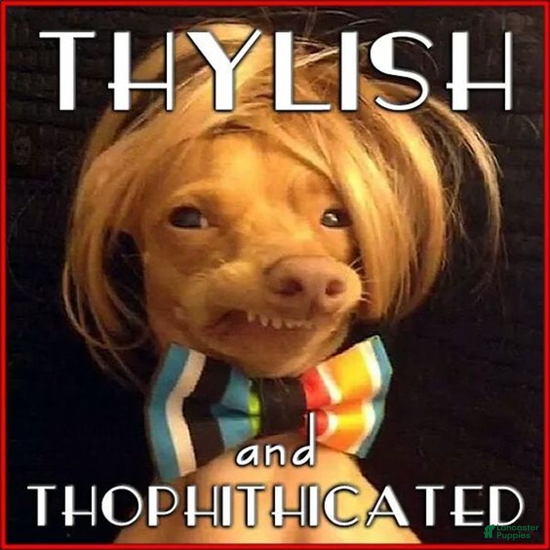 Mixed Breed dogs for sale: Thylish und thophiticated - Image 1