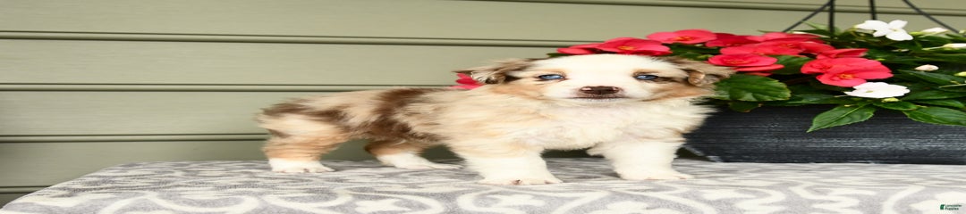 Pistol