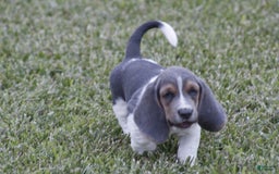 Basset Hound dogs for sale: Jed - Image 2