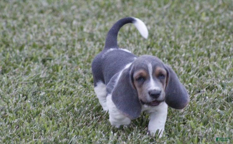 Basset Hound dogs - Advert 3