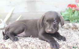 Labrador Retriever dogs for sale: Annabelle - Image 7