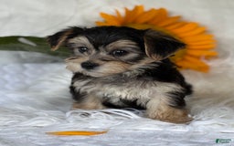 Morkie dogs for sale: LAYNE - Image 2