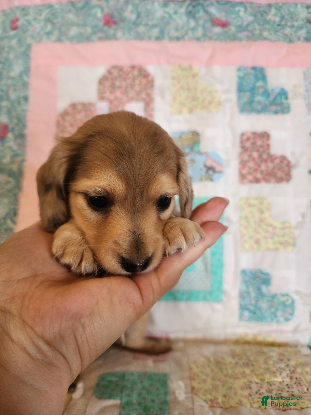 Miniature Dachshund dogs for sale: Chip - Image 8