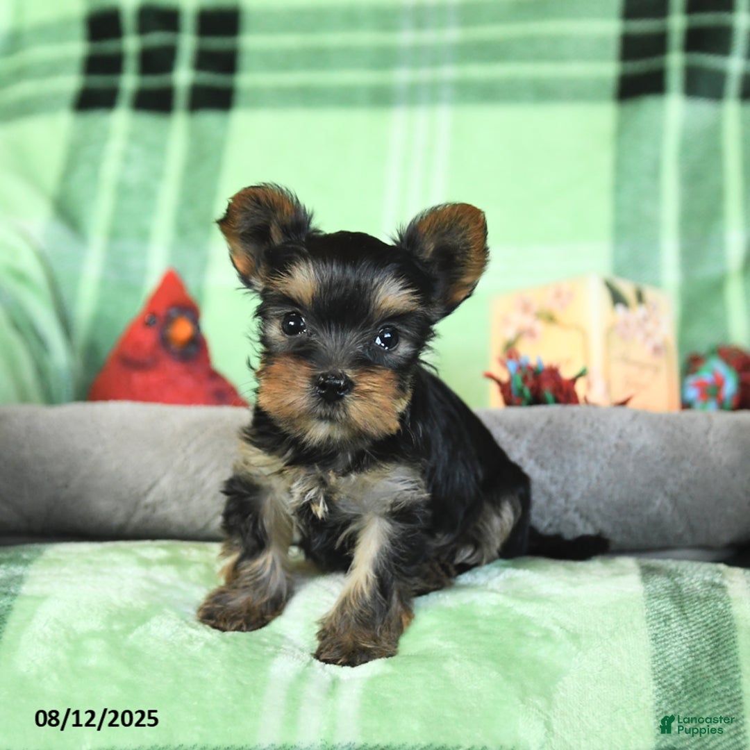 Yorkshire Terrier dogs for sale: Lucky - Image 2